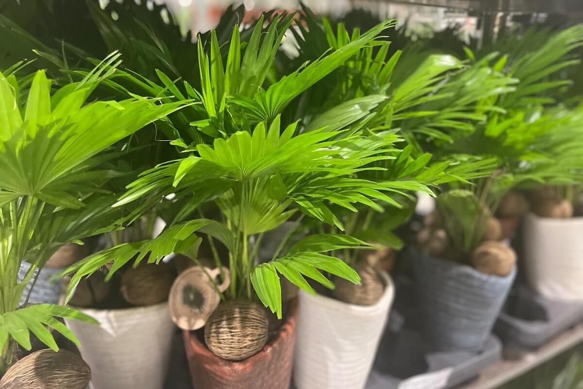 Palma Livistona Rotundifolia w ofercie Festiwalu Roślin