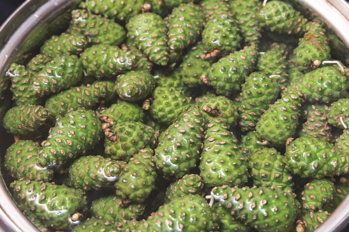 Embrace nature's bounty: Unlocking health with young pine cone preserves