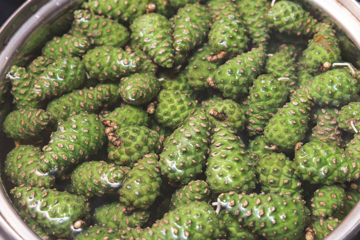 Unlocking nature's pantry: The healing wonders of pine cone preserves