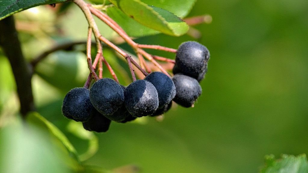 Aronia