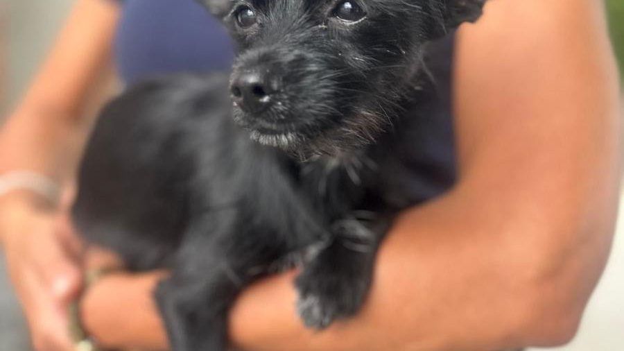 Policjanci uratowali psa