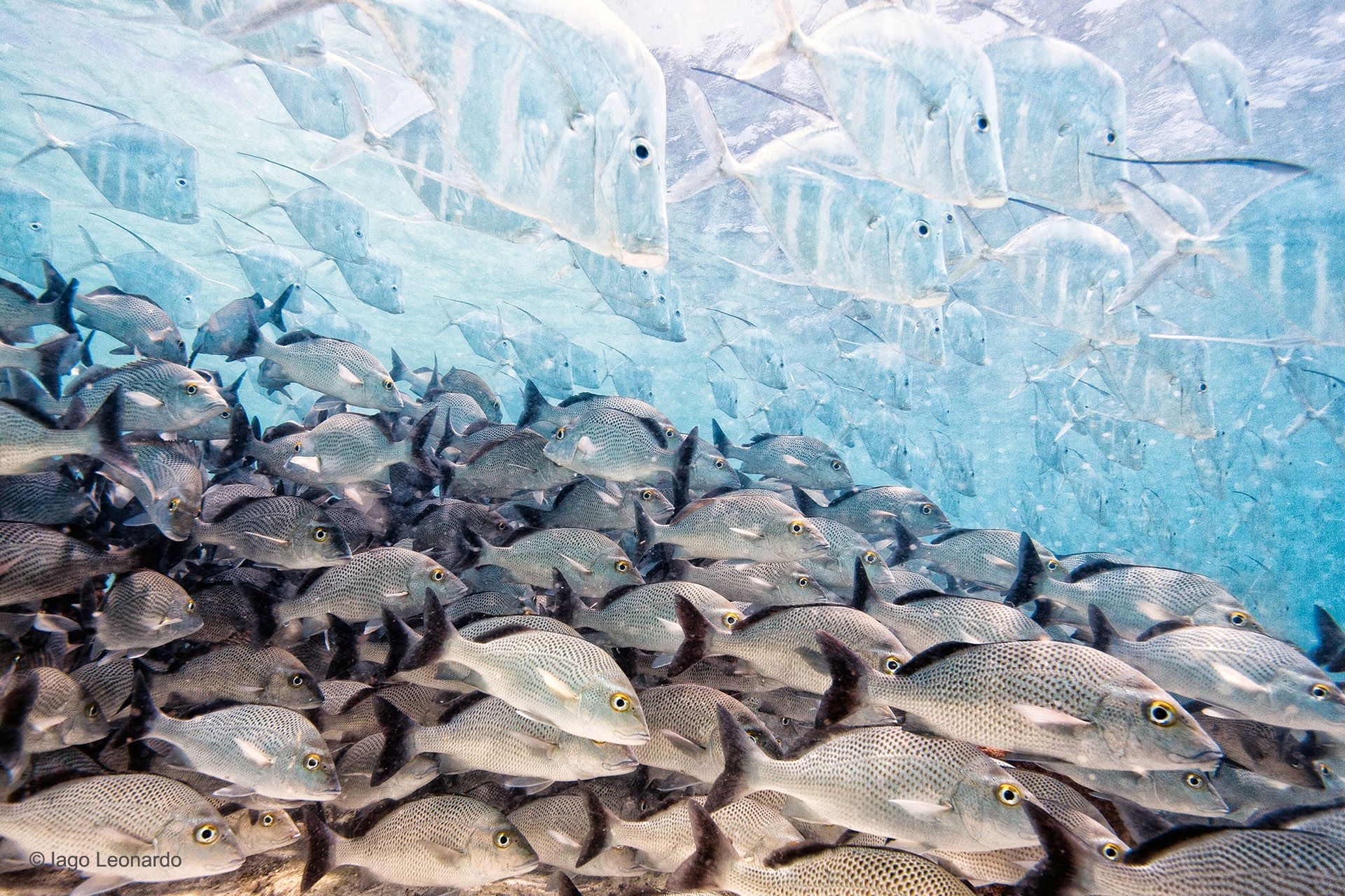 Fotografie finalistów Wildlife Photographer of the Year 2016 pokazują zachwycające piękno przyrody 2