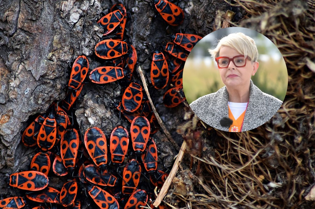 Karolina Korwin-Piotrowska apeluje w sprawie kowalików. "Nie zabijaj"