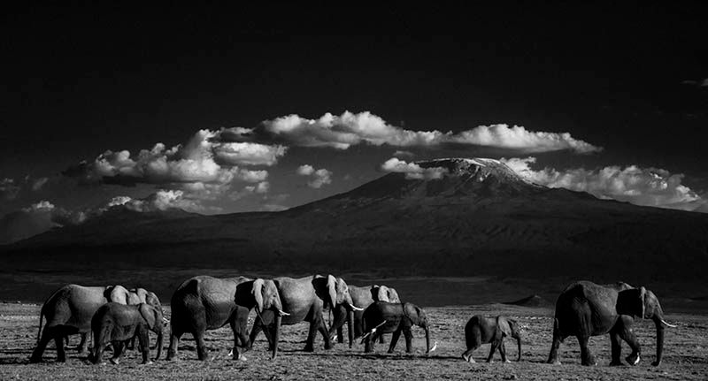 Laurent Baheux ujął charakter Afryki w czarno-białych portretach zwierząt 4