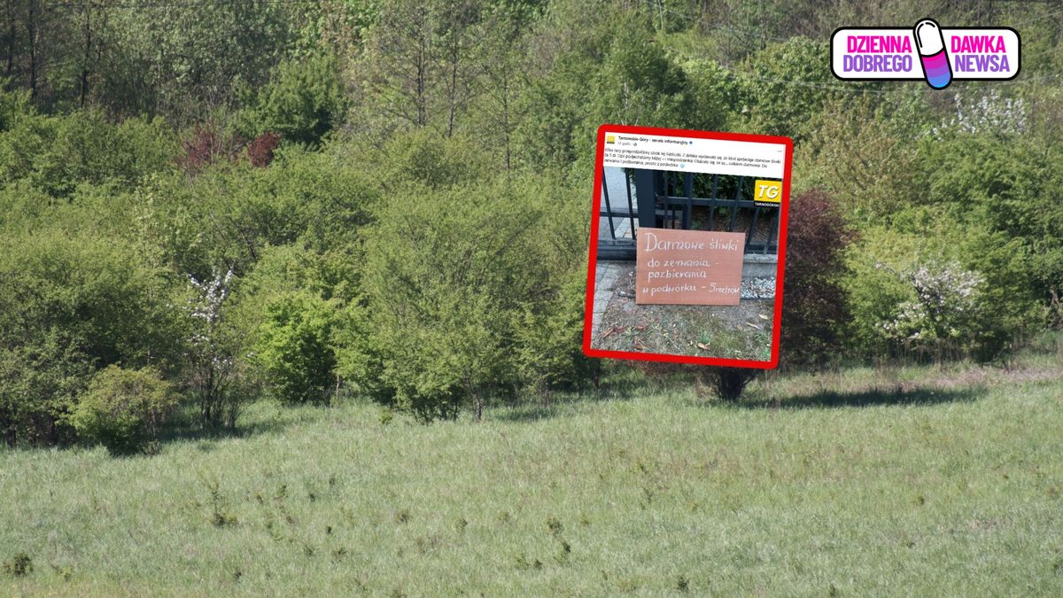 Darmowe śliwki w Tarnowskich Górach.