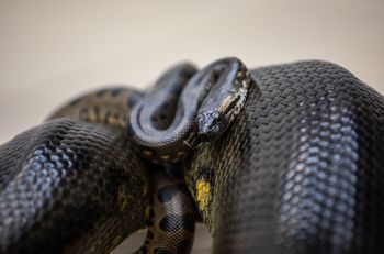 Urosły 12 mln lat temu. Nie zmieniły się od tego czasu