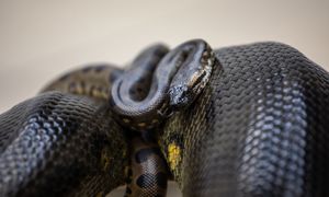 Urosły 12 mln lat temu. Nie zmieniły się od tego czasu