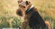 Airedale Terrier