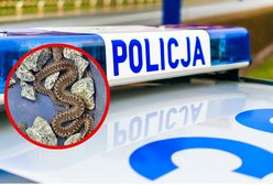 Żmija zygzakowata przed domem. Policja interweniuje