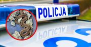 Żmija zygzakowata przed domem. Policja interweniuje