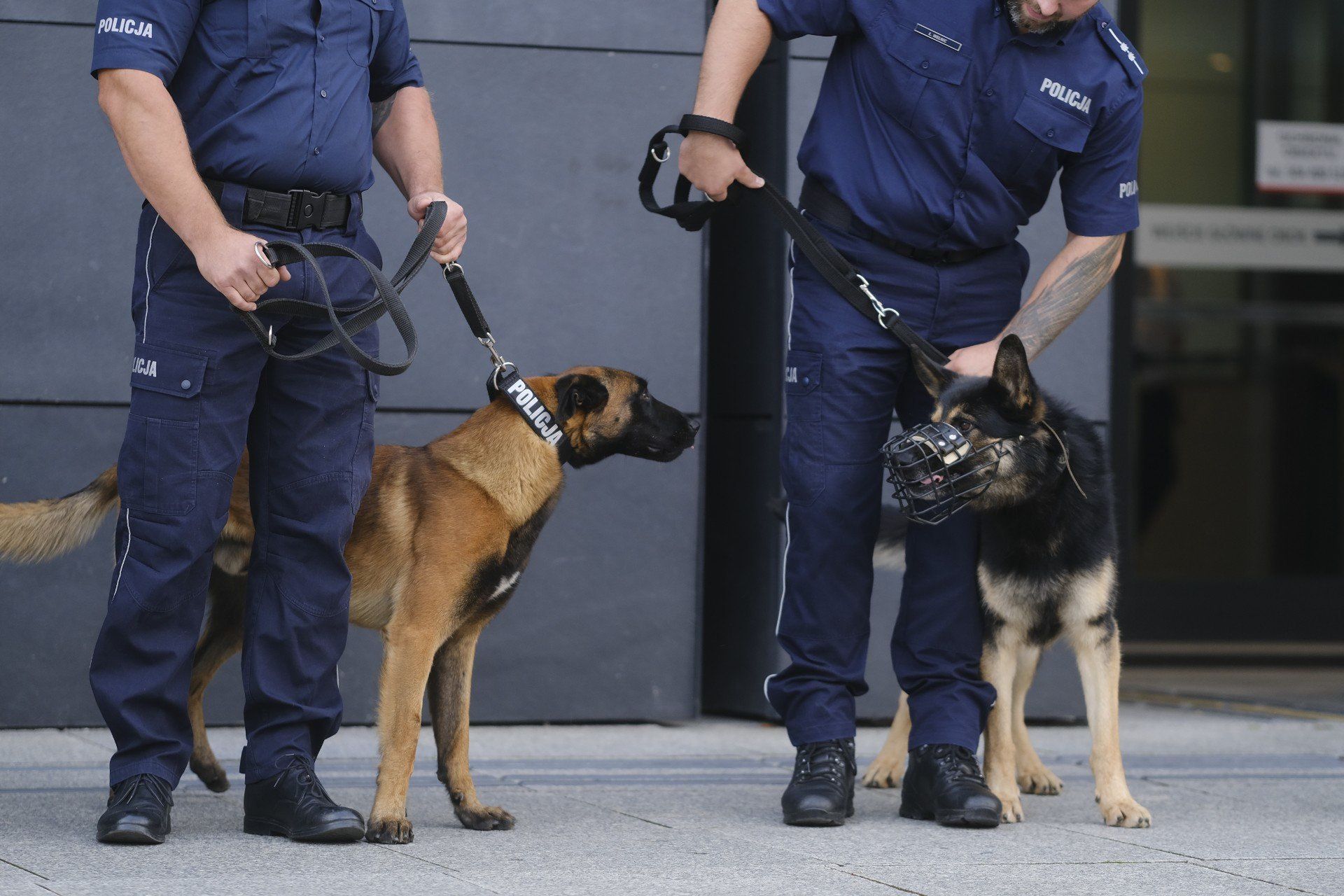 Nagrodzono najlepsze czworonogi w wielkopolskiej policji