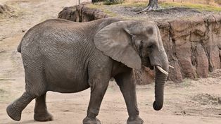 Zoo Poznań przyjmie seniorki ze stada. Trzy słonice z Duisburga znajdą nowy dom