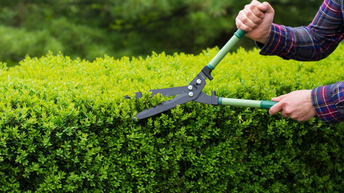 Jak dbać o żywopłot? 1