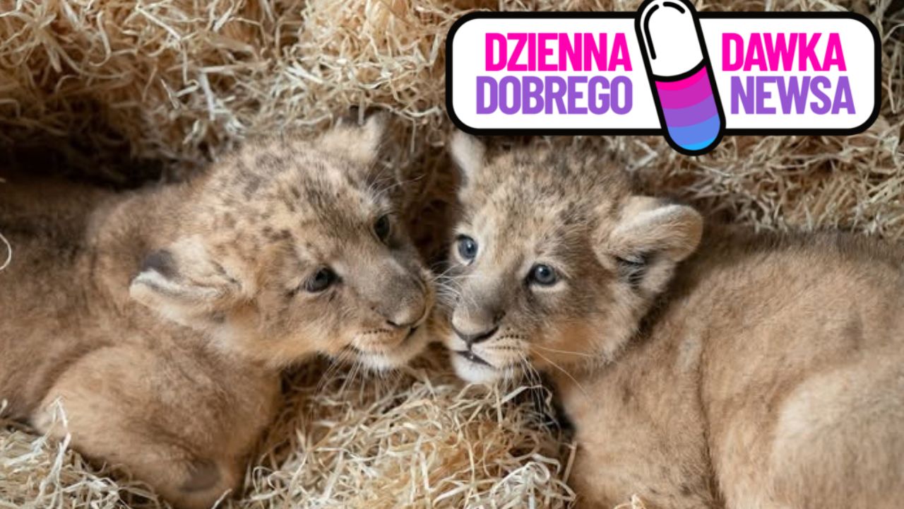 Dwa lwiątka przyszły na świat w polskim zoo. "Ogromna radość"
