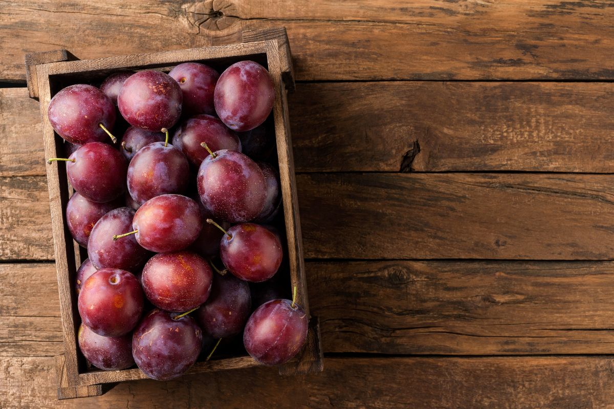 Medieval method guarantees plums remain fresh till winter