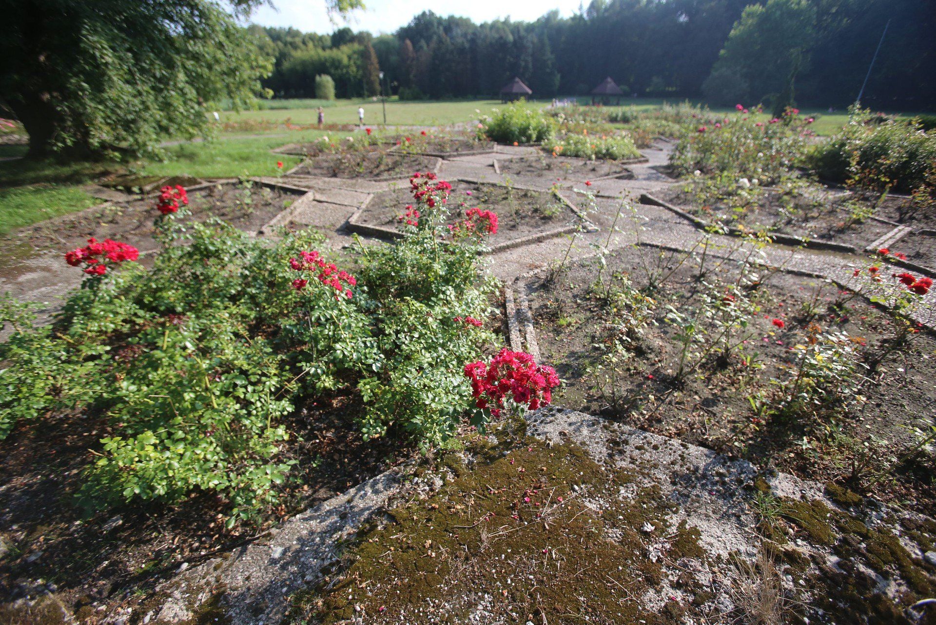 Rosarium w Parku Śląskim przejdzie metamorfozę