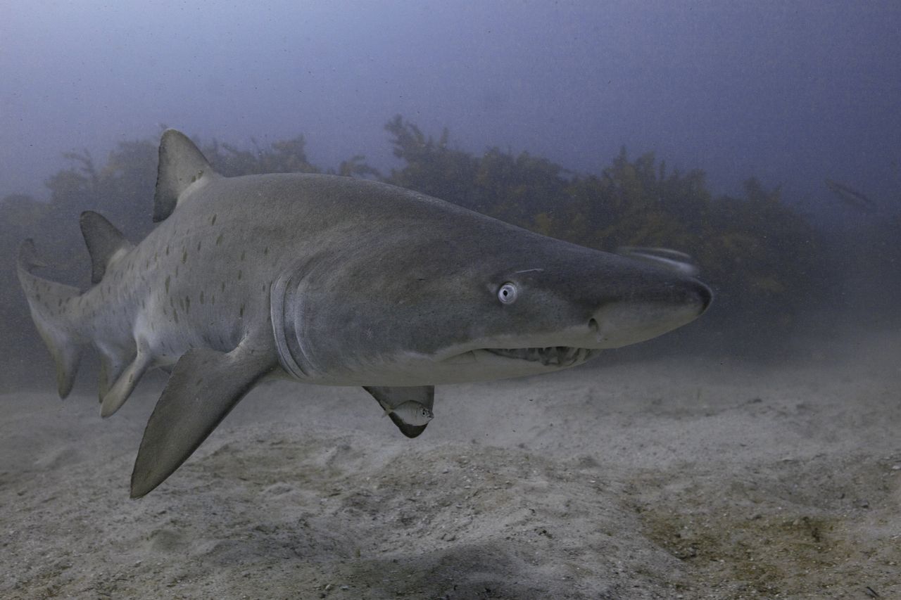 Porbeagle shark devoured by great white stuns researchers