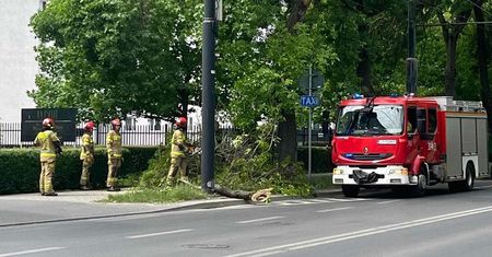 W Lublinie konar oderwał się z drzewa i spadł na chodnik. Na miejscu są już strażacy