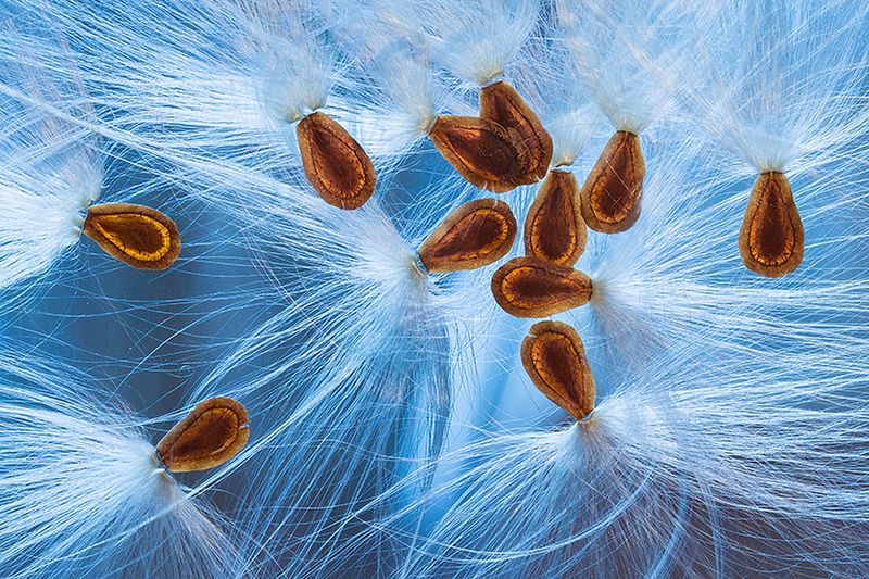 Znamy zwycięzców konkursu International Garden Photographer of the Year 2016 36