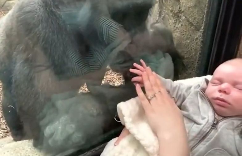 Mama przystawiła dziecko do szyby w zoo. Zdumiewająca reakcja gorylicy