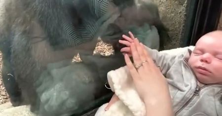 Mama przystawiła dziecko do szyby w zoo. Zdumiewająca reakcja gorylicy