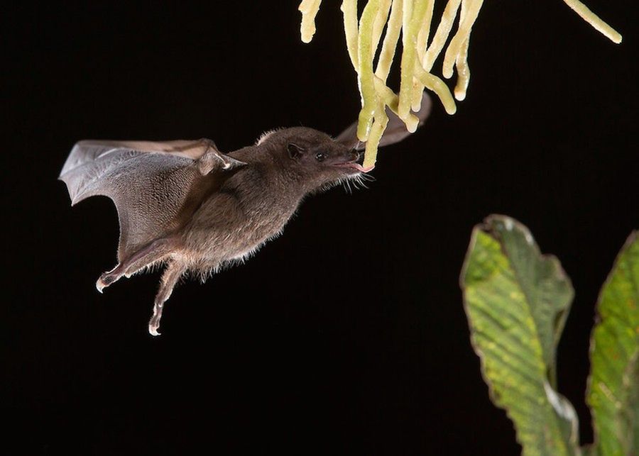 Zwierzęta w ZOO czy rezerwacie też są piękne, czyli ZSL Animal Photography Prize 2015 5