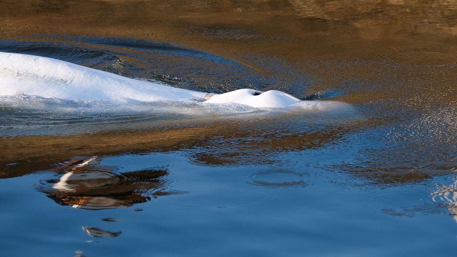 Beluga whale that strayed into France's Seine river swims near the Notre-Dame-de-la-Garenne lock-in Saint-Pierre-la-Garenne, France, 09 August 2022. The strayed whale was first spotted on 02 August and a rescue operation will be conducted to move the beluga to a salt water basin before an eventual return to the marine environment. EPA/BENOIT TESSIER / POOL MAXPPP OUT Dostawca: PAP/EPA.