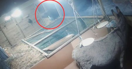 Skandal w Płońsku. Włamał się do szopki. Cała Polska zobaczy, co zrobił