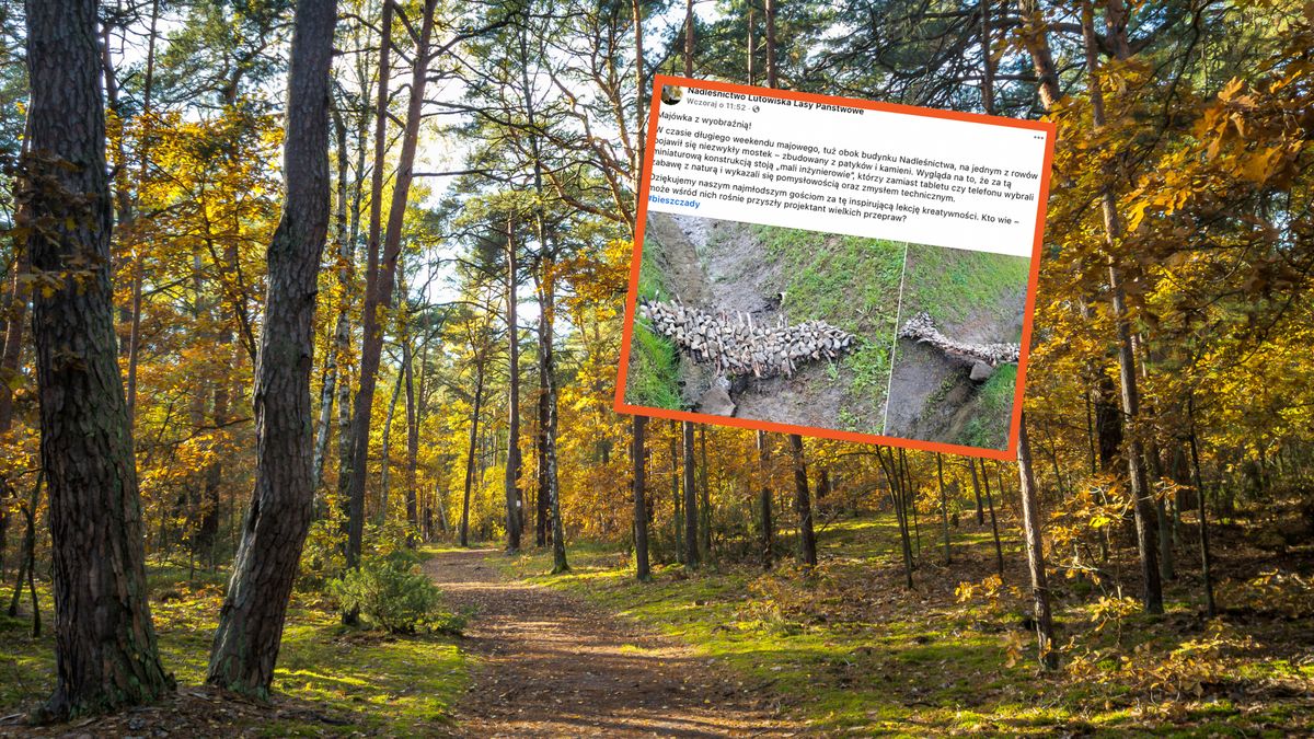 Leśnicy pokazali zdjęcia