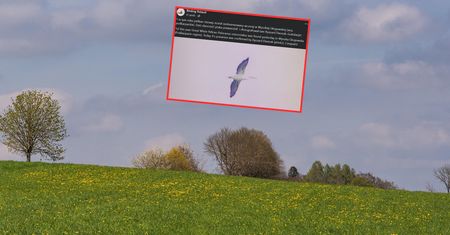 Rzadki gość z południa w Polsce. To jego pierwszy raz w tym roku