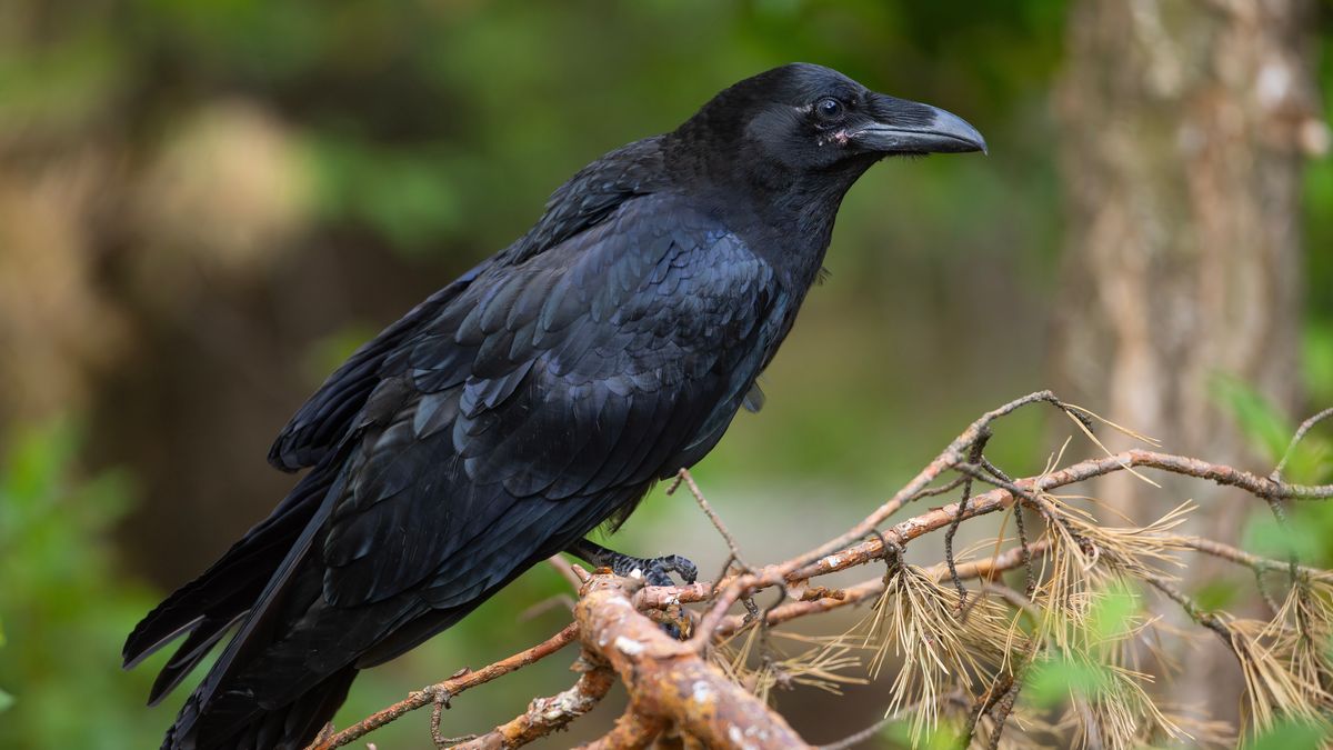 Kruk, zdjęcie ilustracyjne. Fot. Grzegorz Sierocki, Adobe Stock