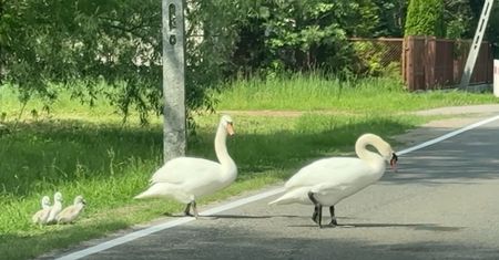 "Tata" zatrzymał ruch na drodze. Wszystko nagrali