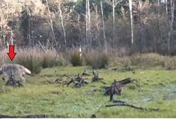 Apel leśników. Zwrócili się do wielbicieli zwierząt