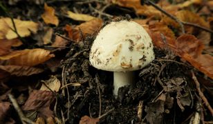 Grzybobranie zakończyło się płukaniem żołądka