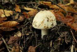 Grzybobranie zakończyło się płukaniem żołądka