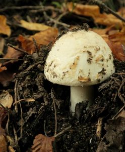 Grzybobranie zakończyło się płukaniem żołądka