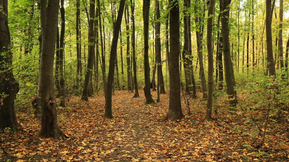 Las Borkowski w Krakowie