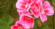 Pelargonie angielskie. Nie uwierzysz, jak łatwo je pielęgnować