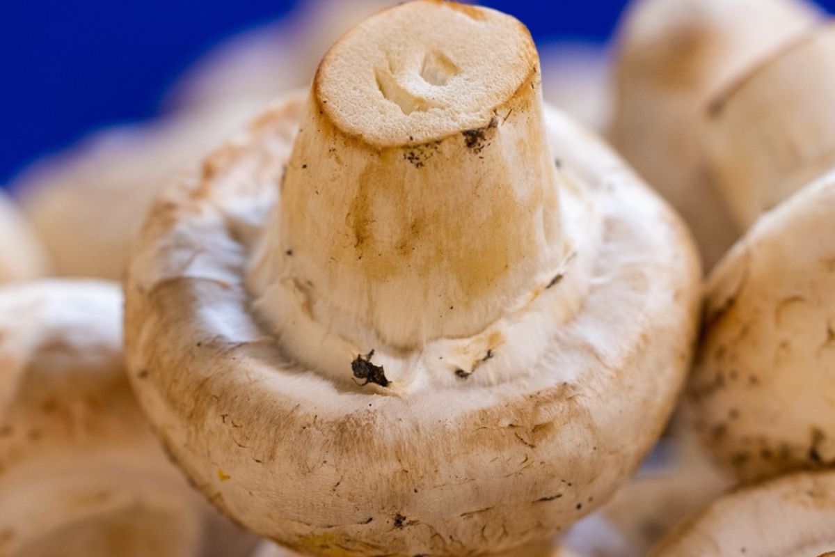 Przygotowanie zupy pieczarkowej nie jest trudne
