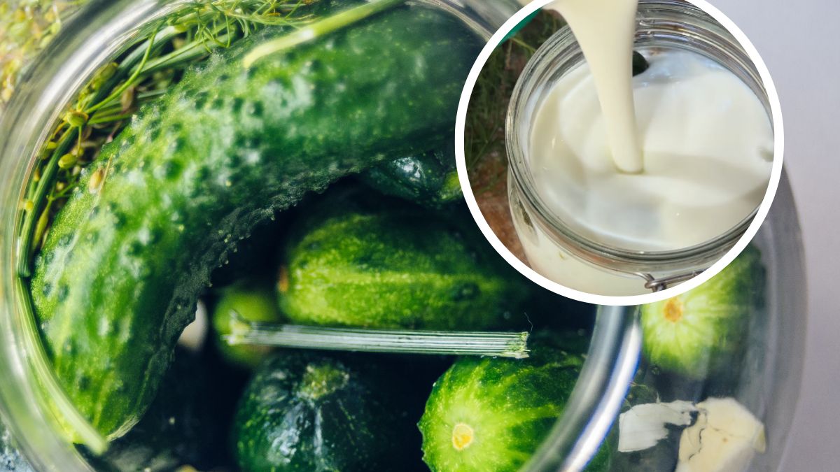 Kefir znacząco przyspiesza proces fermentacji
