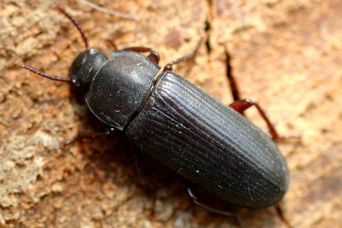 Dorosła postać mącznika młynarka