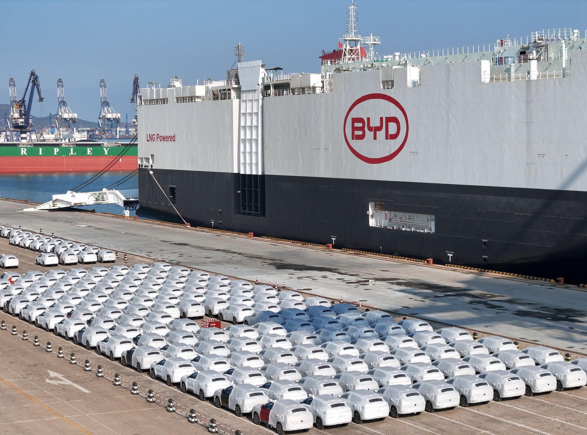 YANTAI, CHINA - JANUARY 10 2024: New BYD cars wait to be loaded onto a newly completed ro-ro ship named BYD Explorer No.1 for her maiden voyage in Yantai in east China's Shandong province. China's BYD has overtaken Tesla as the world's largest maker of pure-electric vehicles. (Photo credit should read TANG KE / Feature China/Future Publishing via Getty Images)