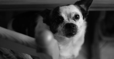 Zrób coś dobrego – sfotografuj psiaka w schronisku! O wpływie fotografii na adopcję zwierząt