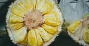Największy owoc świata. Wygląda jak kolczasty potwór, a smakuje jak mięso