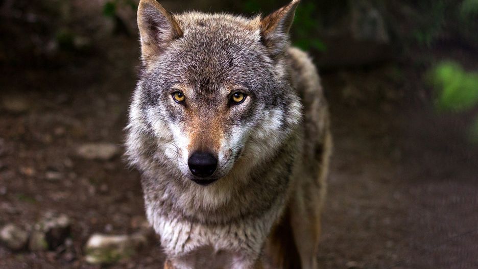 Wilki grasują w Wielkopolsce. Gmina ostrzega