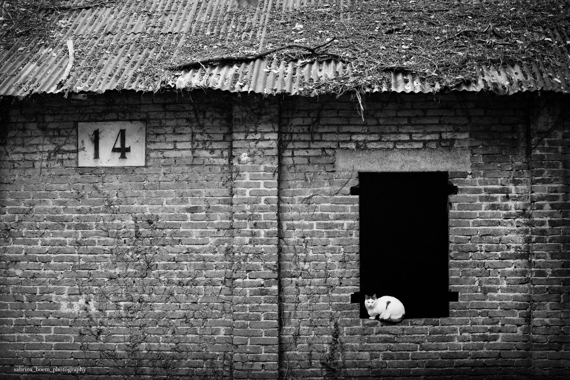 Sabrina Boem oddaje cześć bezdomnym i opuszczonym kotom w swoim projekcie fotograficznym 17