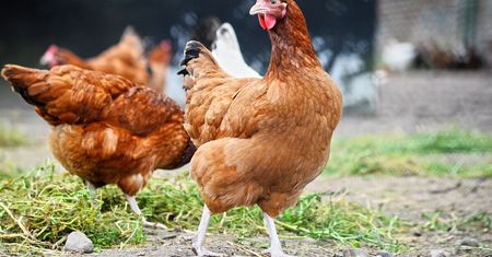 Trzecie ognisko ptasiej grypy. W woj.lubelskim wykryto wysoce zjadliwą odmianę grypy ptaków (HPAI). Komunikat GIW