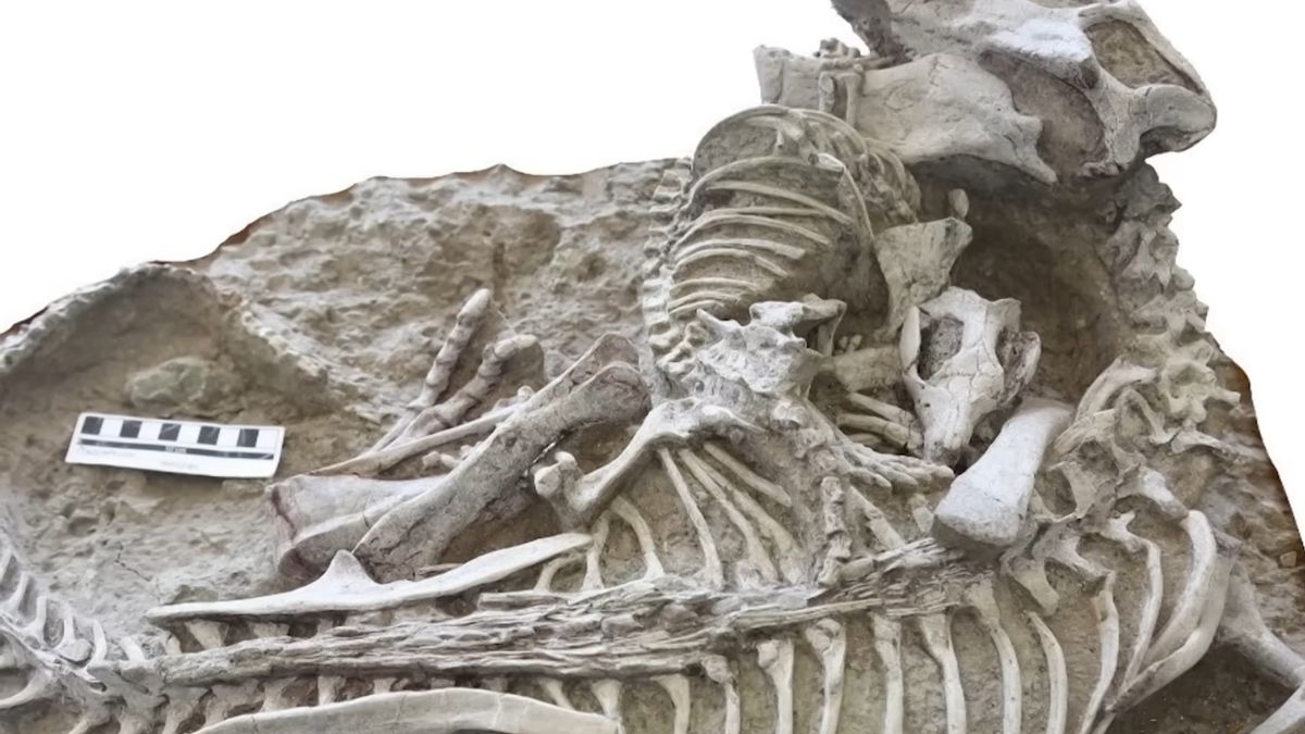 Nowe odkrycie naukowców z Azji.