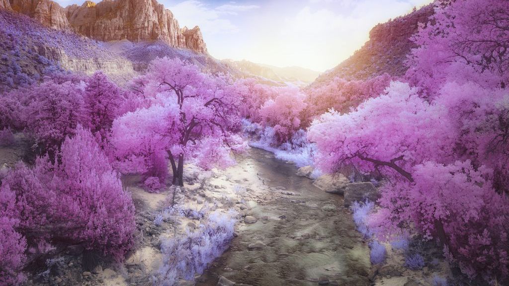 Zobacz świat w podczerwieni. Oto najlepsze zdjęcia z konkursu "Life in another light" 1