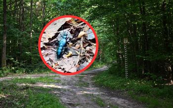 Leśnicy ostrzegają. Owady zaczęły wędrówkę. Dysponują silną toksyną